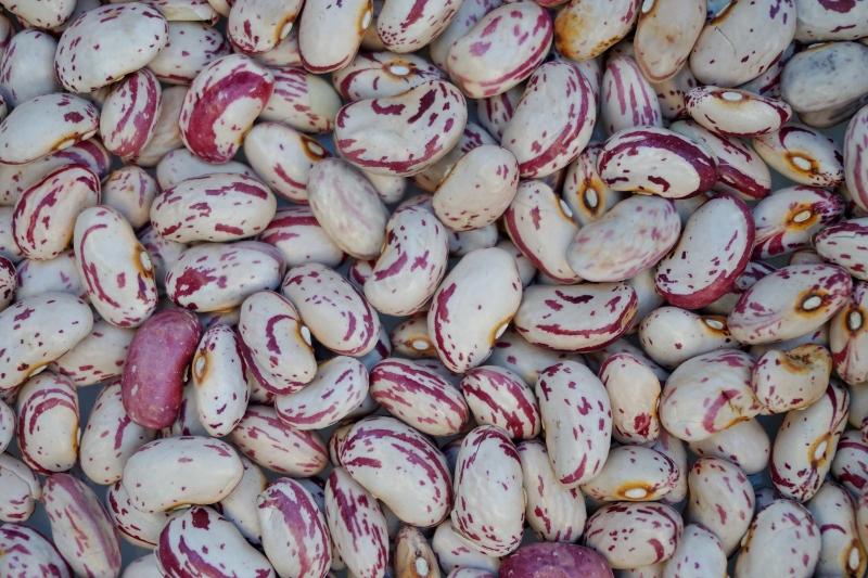 dry beans - topazio horticultural