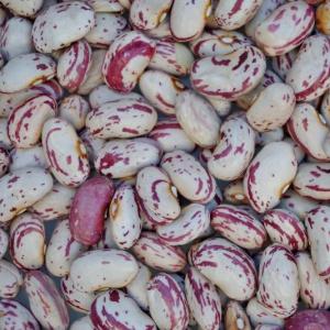 dry beans - topazio horticultural. Multiple product options available: 4
