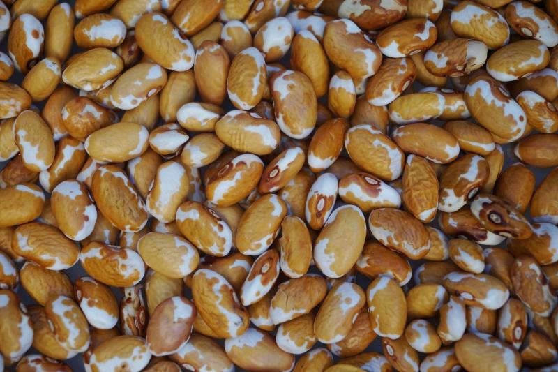 dry beans - southwest gold