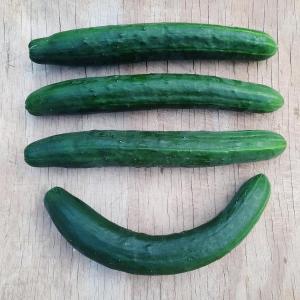 cucumbers - asian long