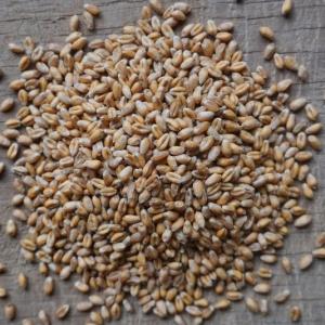 wheat berries - hard red. Multiple product options available: 5