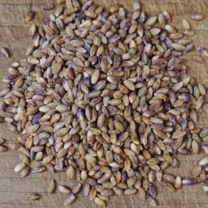 barley berries - hulless. Multiple product options available: 5