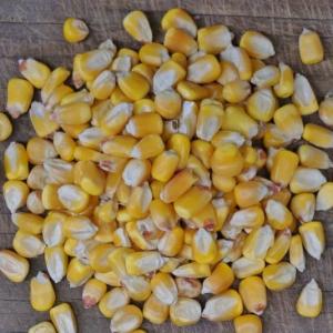 corn kernels - yellow dent. Multiple product options available: 5