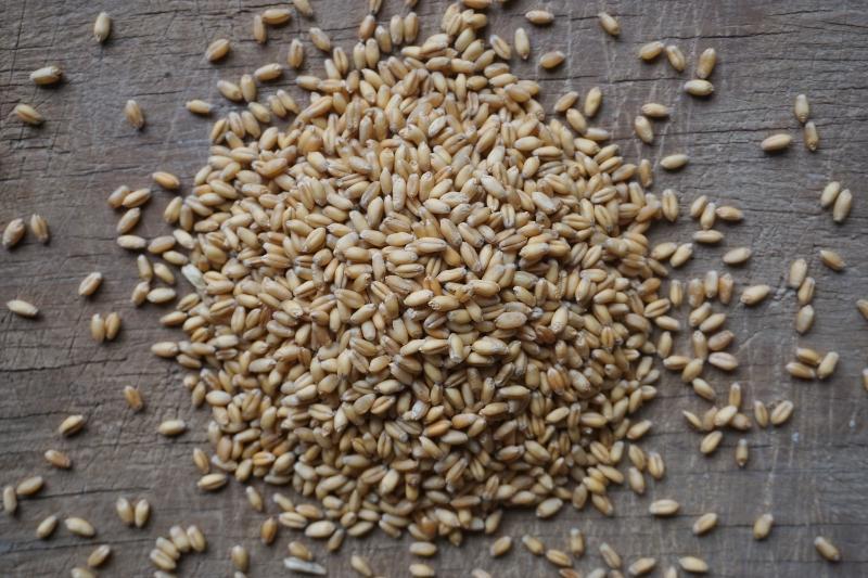 wheat berries hard white NEXT STEP GRAIN & BEANS