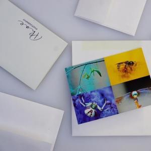 greeting cards - arthropods