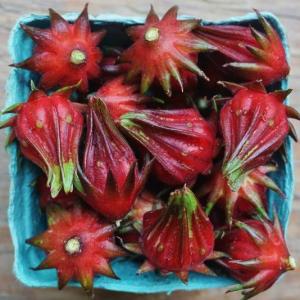 roselle hibiscus