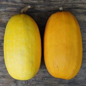 winter squash - spaghetti. Multiple product options available: 2