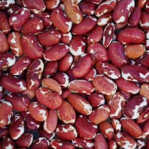 dry beans - southwest red
