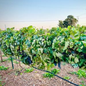 Wine Grapes- Merlot