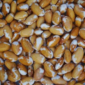 dry beans - southwest gold