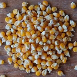 popcorn - mushroom type. Multiple product options available: 5