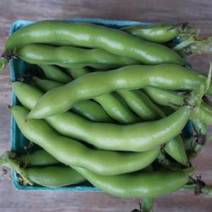 fava beans. Multiple product options available: 2