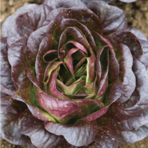 Lettuce - Little Gem . Multiple product options available: 2