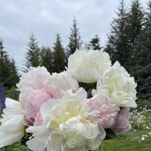 Alaska Peonies Farm to You