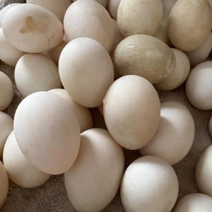 Duck Eggs