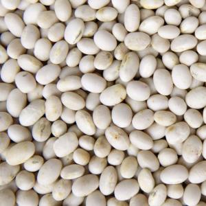 Beans -- White Navy. Multiple product options available: 2