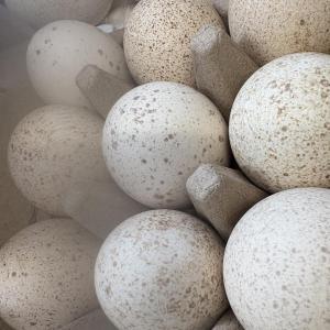 Turkey eggs