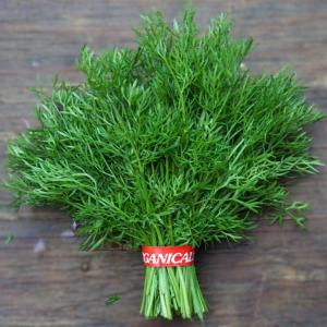 cilantro - delfino
