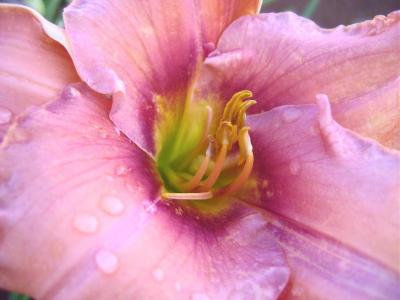 Amador Flower Farm