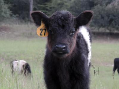 Bluestem Acres Farm