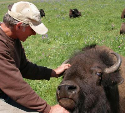 Wild Echo Bison