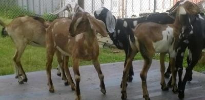 Udder Ladies Farm