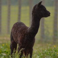 Tag Along Alpacas