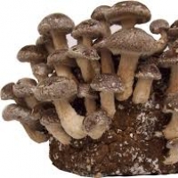 MT Gourmet Mushrooms